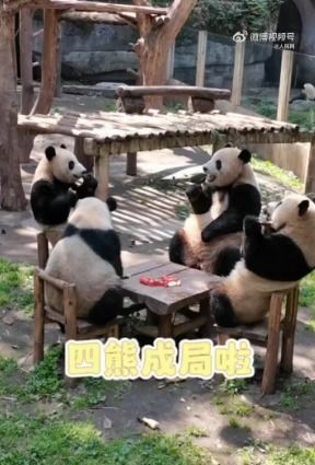 福州熊猫动物园攻略视频
