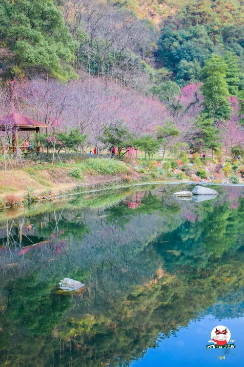 福州樱花攻略