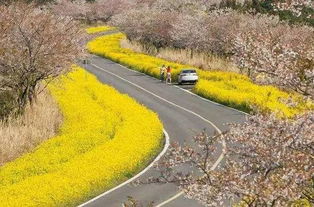 福州闽侯樱花岛攻略攻略