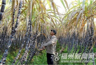 福州甘蔗好玩吗