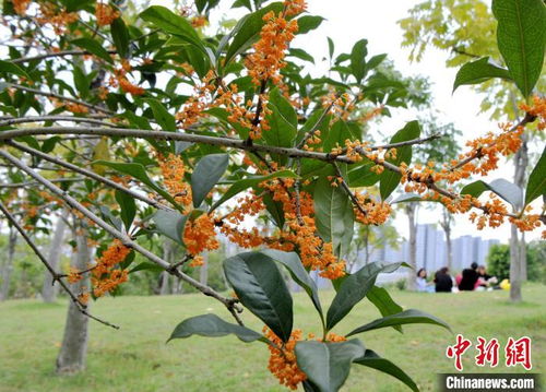 福州丹桂小院好吃
