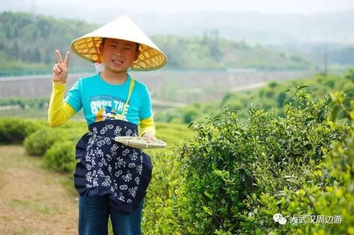 福州采茶哪里好玩