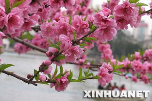 福州桃花哪里好玩