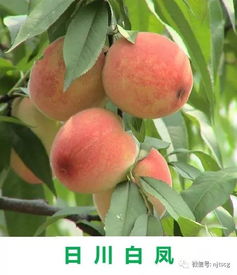 福州摘桃攻略