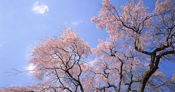 福州桃花哪里好吃
