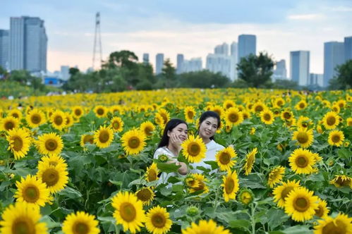 福州好玩的花海公园