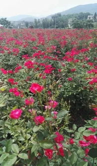 福州旅游攻略赏花