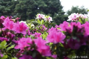 福州赏花旅游攻略