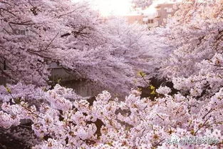 福州樱花游玩攻略