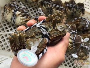 福州大闸蟹养殖哪家好吃