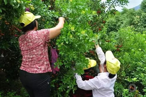 福州采摘农庄哪里好吃