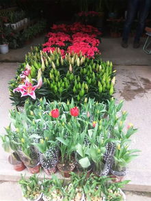 福州越南花市攻略