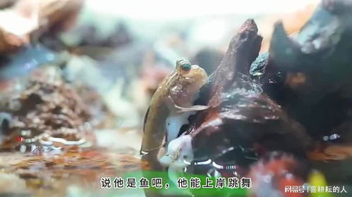 福州哪里抓弹涂鱼好玩