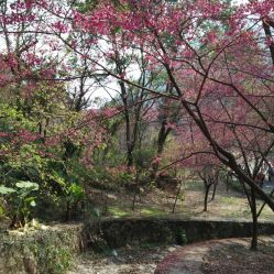 福州樱花公园哪里好玩