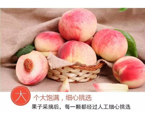 福州好吃的水蜜桃