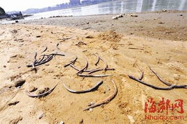 福州闽江公园沙滩攻略