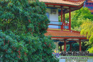 福州西禅寺行李攻略