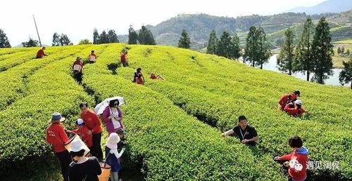 福州闽侯采茶哪里好玩