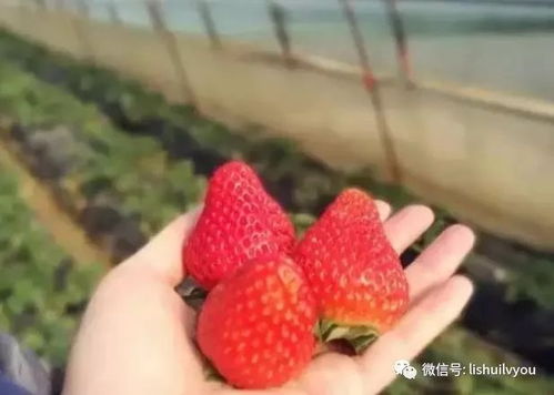 福州草莓采摘哪里好玩