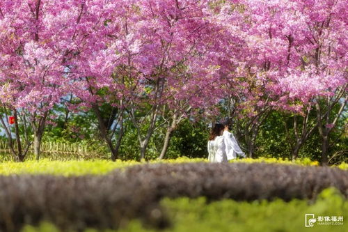 福州樱花岛旅游攻略