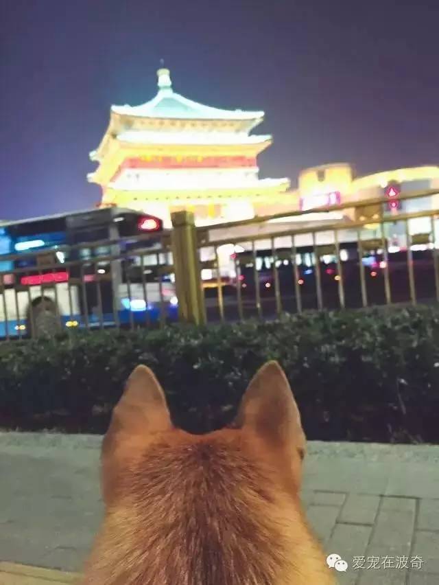 福州小狗游玩攻略图