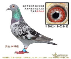 福州哪里买菜鸽好吃