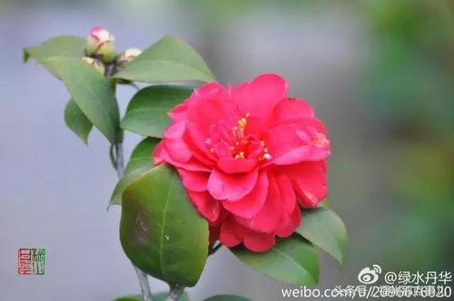 福州山茶花哪里好玩