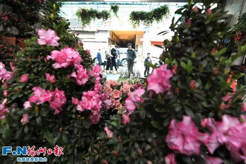花卉市场福州攻略