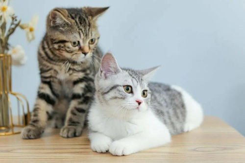 福州仓山猫咖攻略