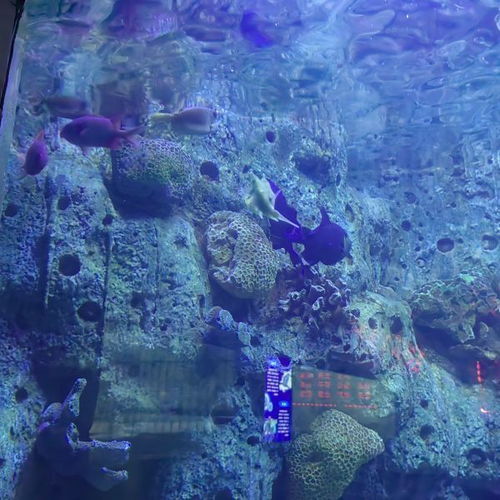 福州龙川海洋世界好玩吗