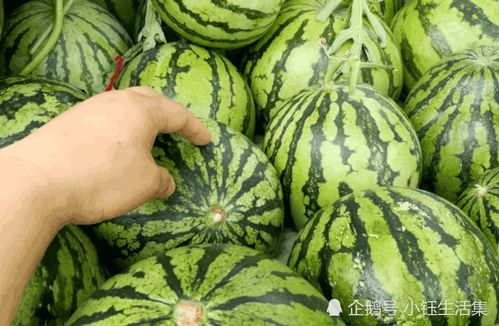 福州种什么西瓜好吃
