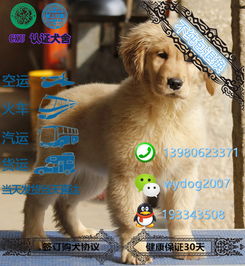 福州养狗狗攻略图