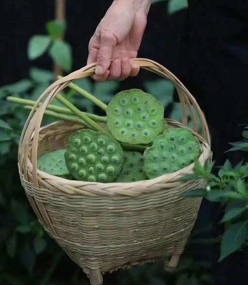 福州哪里摘莲蓬好玩的