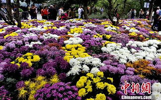 福州菊花公园哪个好玩的