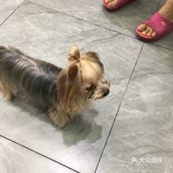 福州宠物泡澡哪里好玩的