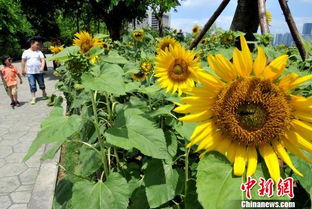 福州向日葵公园攻略