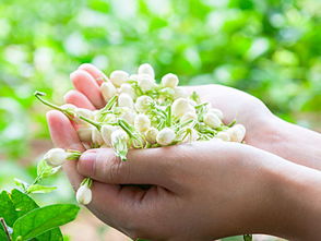 福州茉莉花是特产吗吗