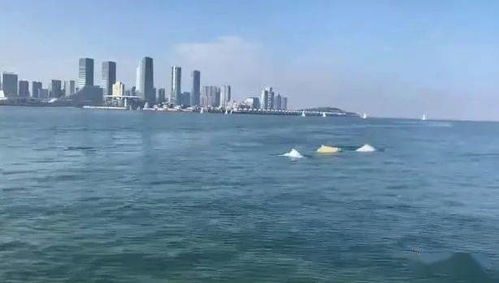 厦门旅游攻略海豚