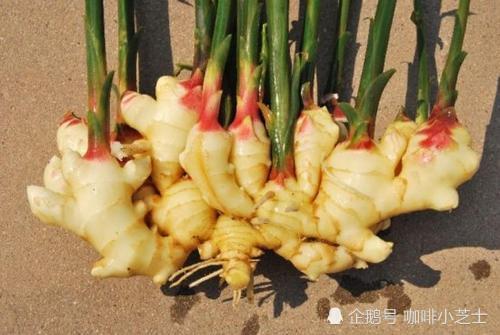 福州特产姜