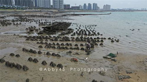 赶海旅游攻略 厦门