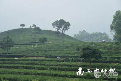厦门福茶园旅游攻略