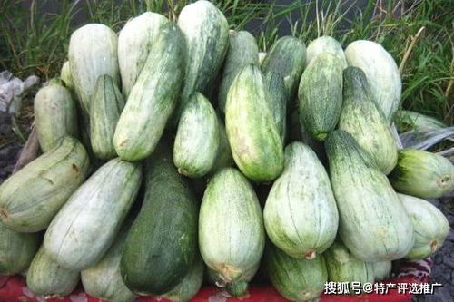 福州特产什么瓜