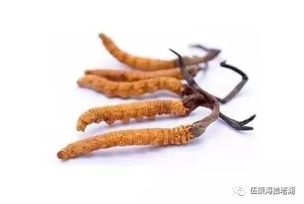 福州特产什么药材