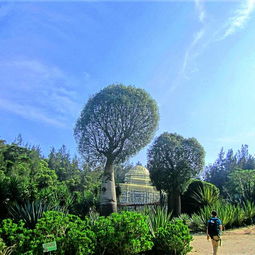 厦门植物园旅游攻略厦门