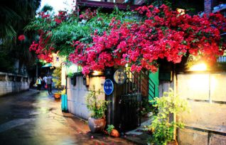 厦门永生花旅游攻略