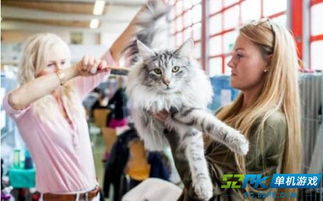 有哪些猫咪游戏