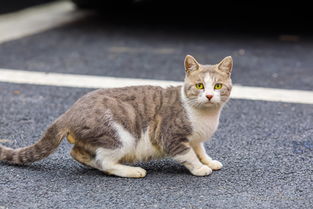 福州特产赶猫的地方