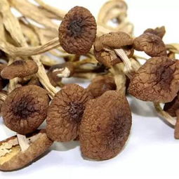 福州菌菇特产有哪些