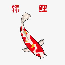 福州特产锦鲤图片插画画