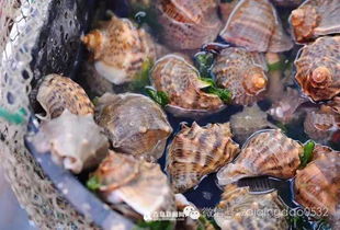 福州平潭特产海鲜蝴蝶干